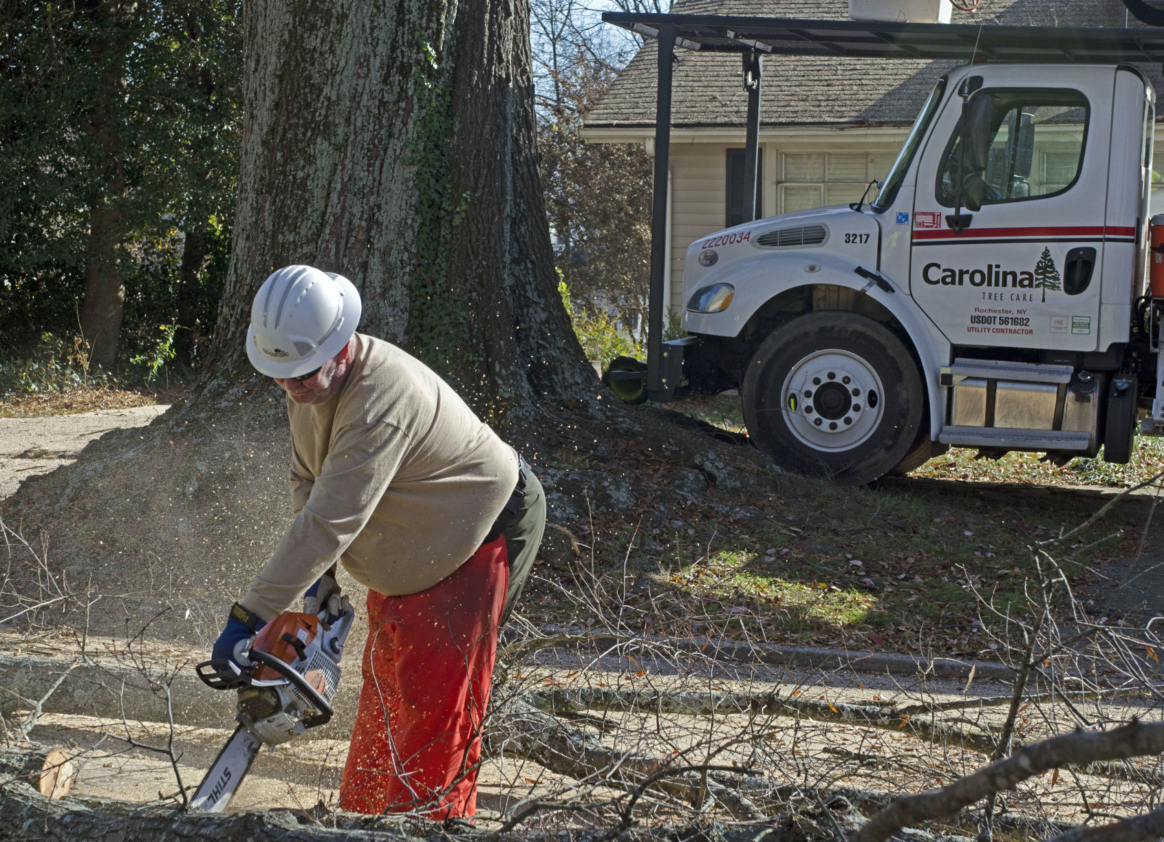 Tree removal